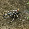 3D Mechanical Mutation Insect Model DIY Handmade Ornaments Insect Model Set