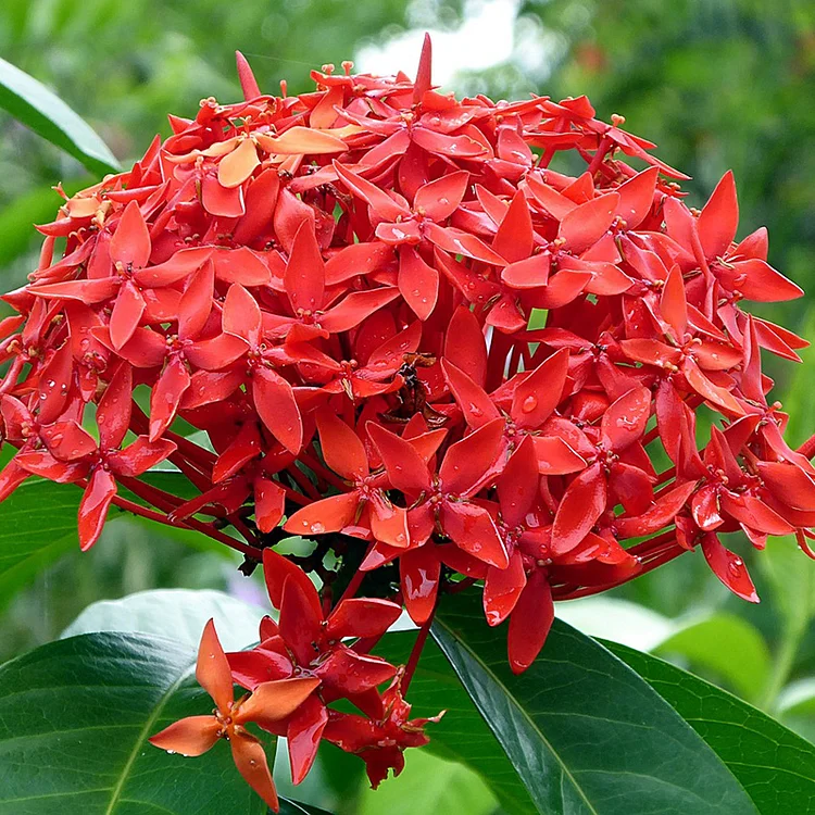 Ixora🌺Flower Seeds