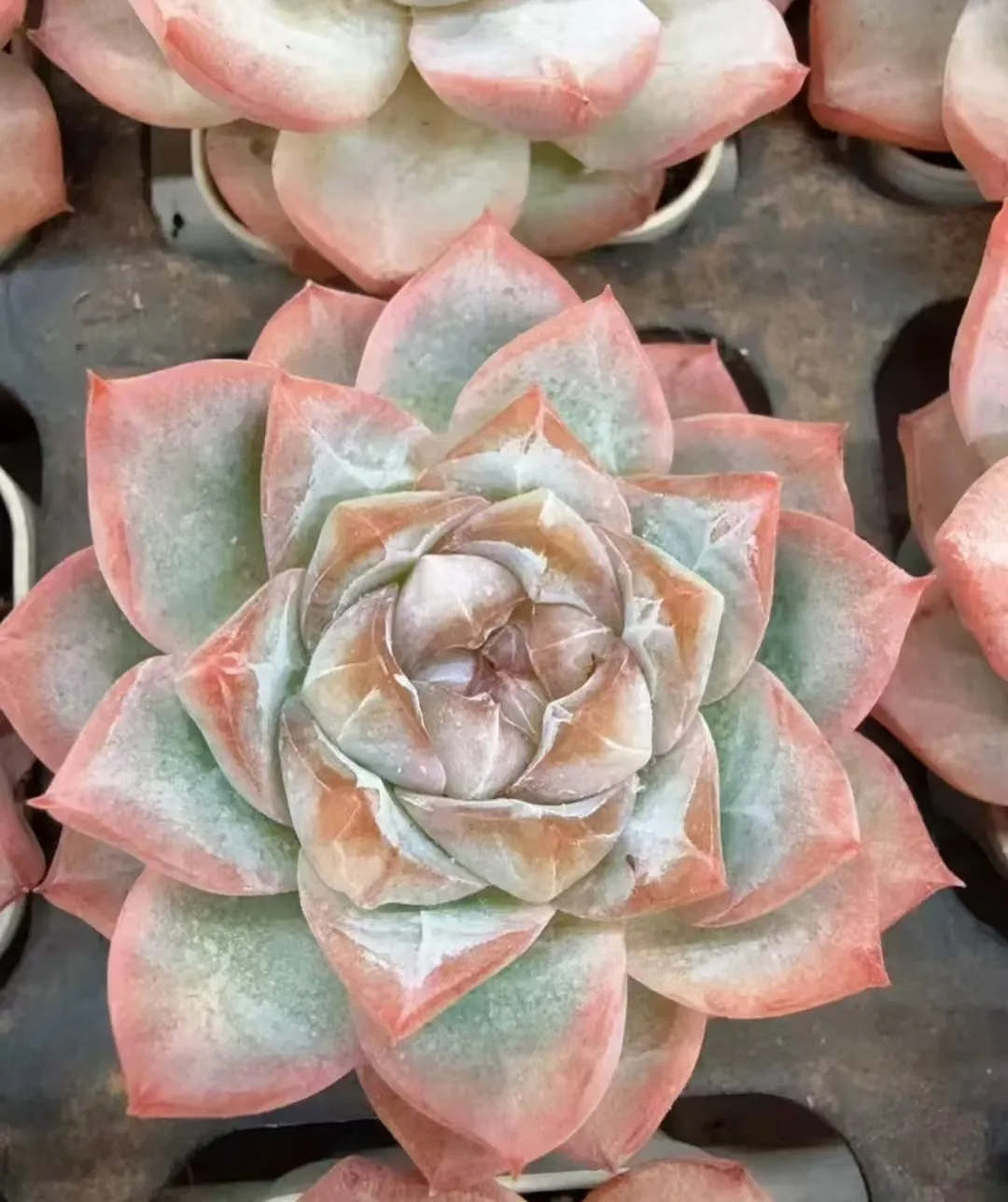plant Aeonium Echeveria Haworthia  Caudex  Lithops Cactus  Agave 
