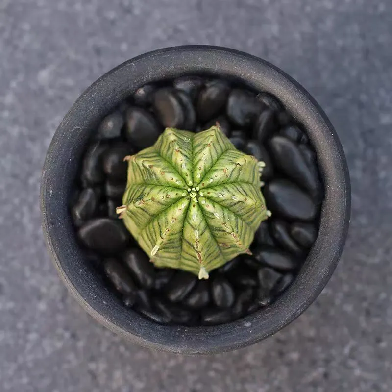 plant Aeonium Echeveria Haworthia  Caudex  Lithops Cactus  Agave 