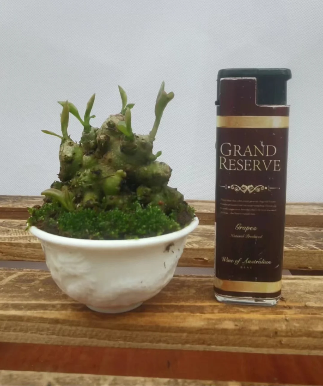 plant Aeonium Echeveria Haworthia  Caudex  Lithops Cactus  Agave 