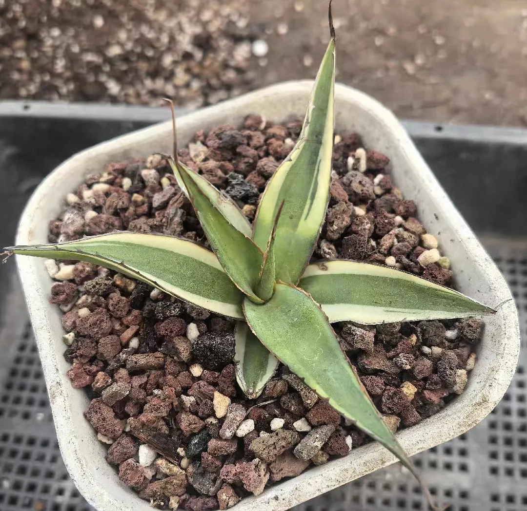 plant Aeonium Echeveria Haworthia  Caudex  Lithops Cactus  Agave 