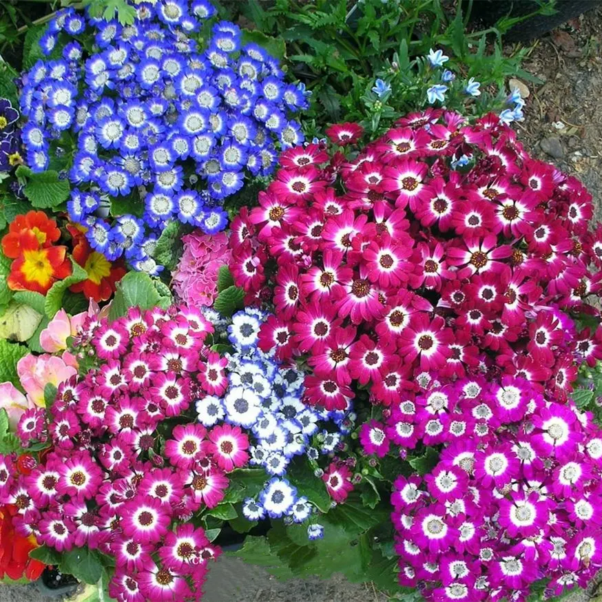 Cineraria Mix Flower Seeds-Over 10 Colors