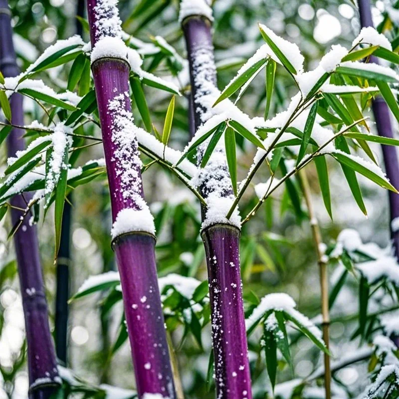 🎋RARE Purple Bamboo