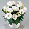 Last Day 50% Off 💐Eustoma Thornless Rose Lisanthus Seeds