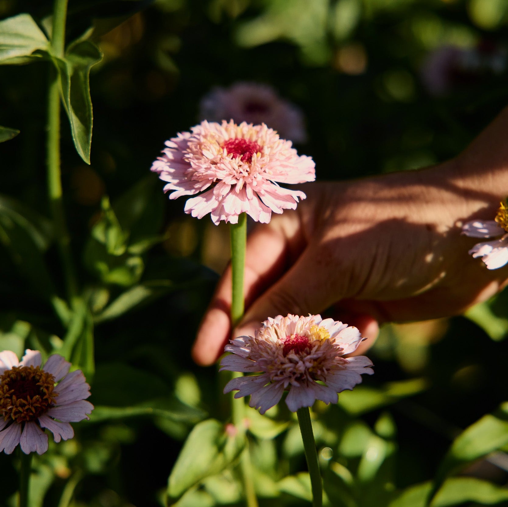 Zinnia Elegans Zinderella Lilac Flower | X 30 Seeds