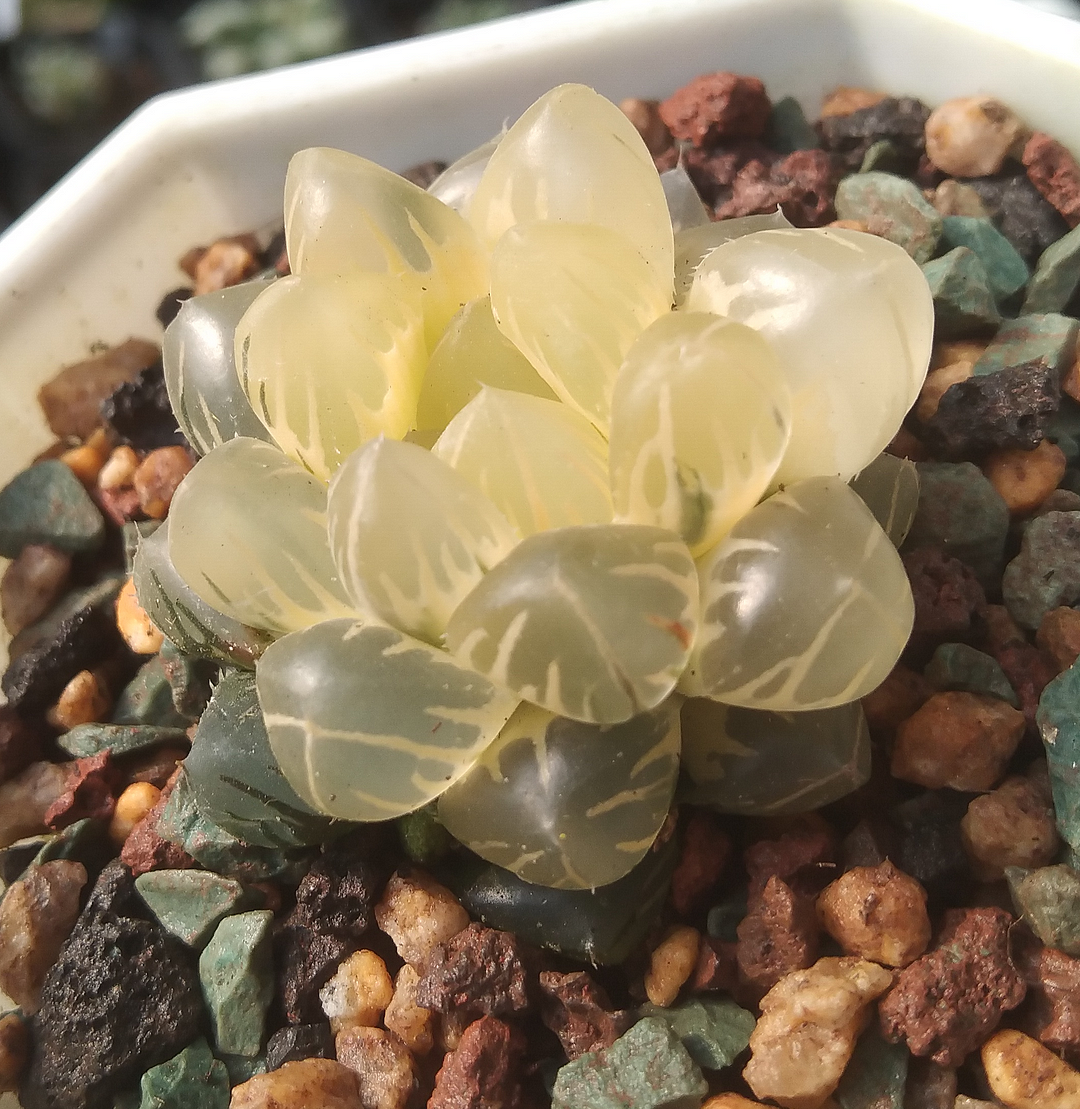 onestock.haworthia, the moon in the water 3cm/ Haworthia/ Succulent plants / Garden landscape / Carefully select healthy plants