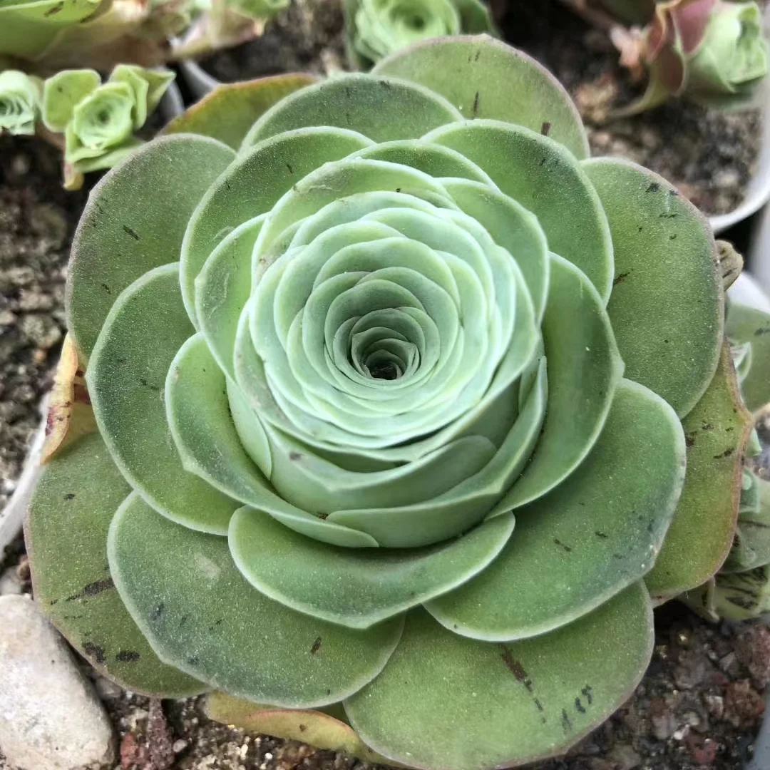 plant Aeonium Echeveria Haworthia  Caudex  Lithops Cactus  Agave 