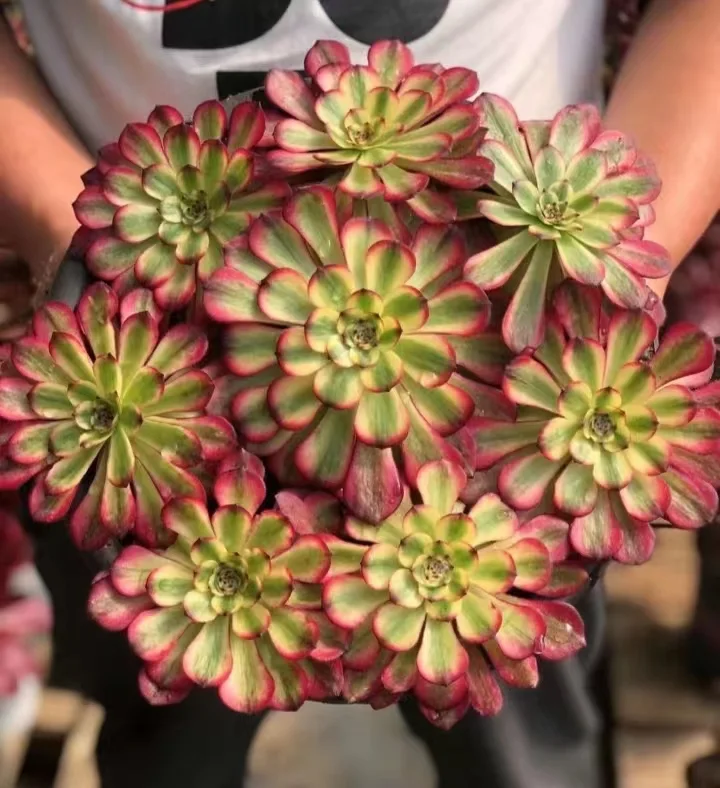 9.  Meiya . cluster  / Aeonium cluster/ Aeonium plants / Garden landscape / Carefully select healthy plants