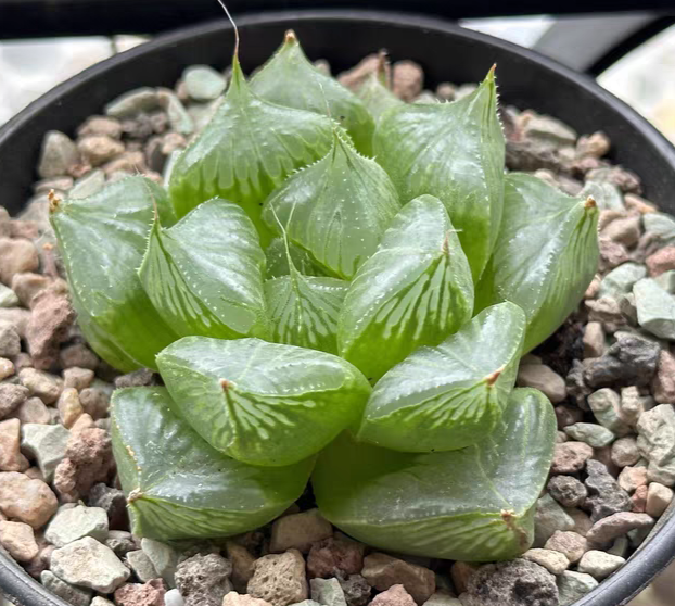 plant Aeonium Echeveria Haworthia  Caudex  Lithops Cactus  Agave 