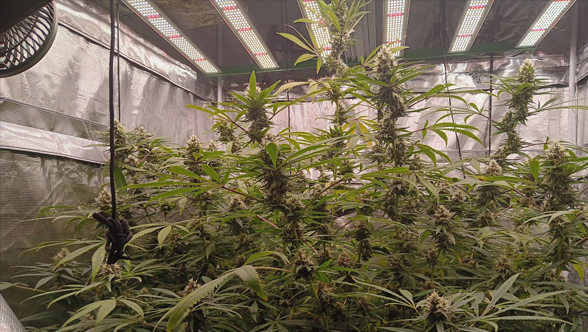 Maximize your indoor garden’s potential with RDJ Bouns Brand LED Grow Lights 1.0