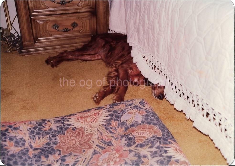 Undercover Dog FOUND 70s Photo Poster painting ColorOriginal Snapshot JD 010 1 Y