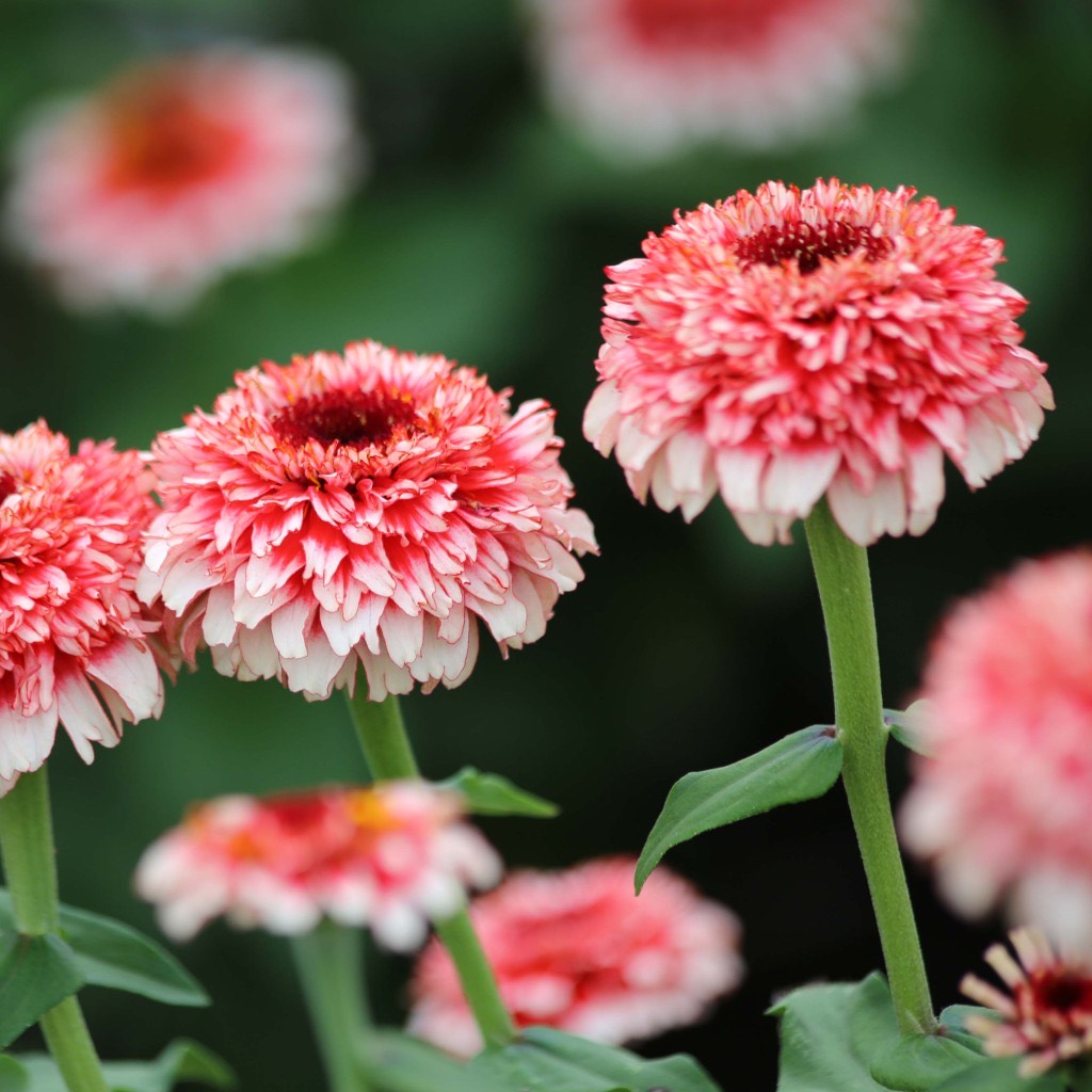 Zinnia Elegans Zinderella Fizz Flower | X 30 Seeds - December 2025