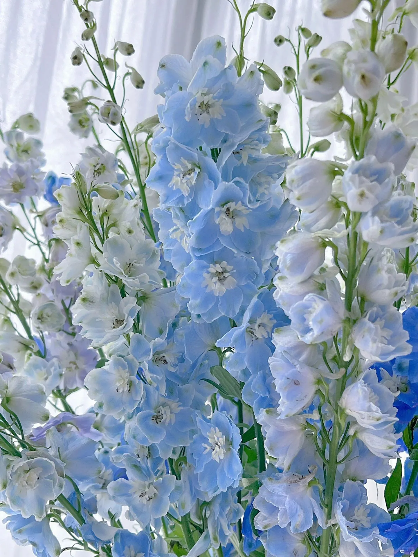 Delphinium Seeds-Mixed 7 Colors