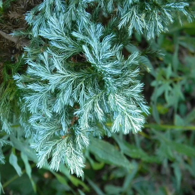 Boulevard Cypress Seeds 🌲