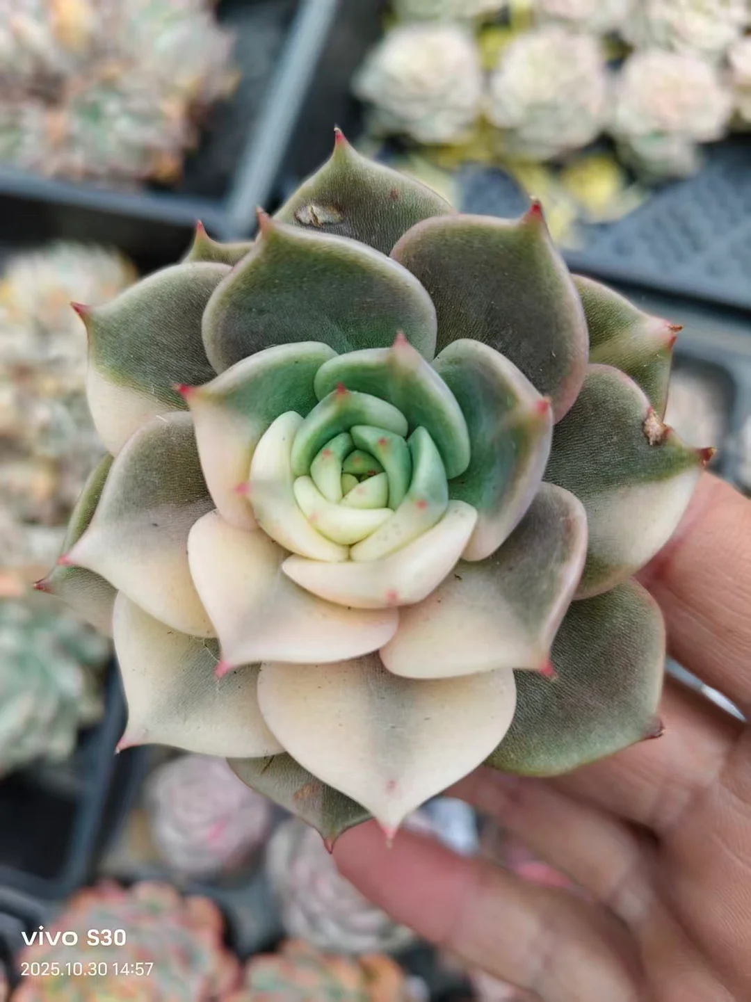 plant Aeonium Echeveria Haworthia  Caudex  Lithops Cactus  Agave 