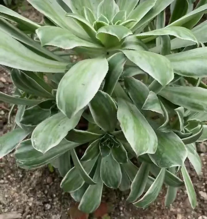 plant Aeonium Echeveria Haworthia  Caudex  Lithops Cactus  Agave 