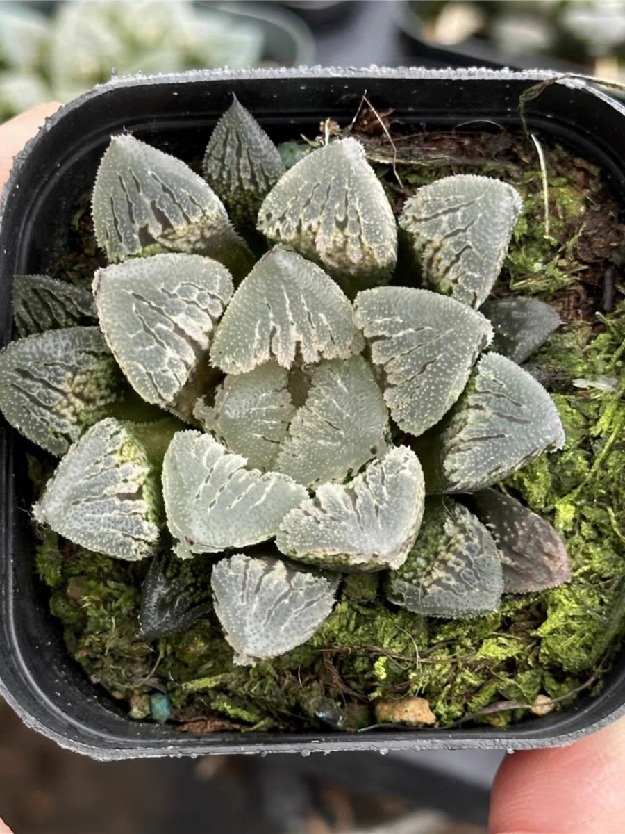 bjbm4.Haworthia ice dance4-5cm/Haworthia/ Succulent plants / Garden landscape / Carefully select healthy plants