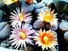 Mixed Colored Succulents Seeds 200 Pcs