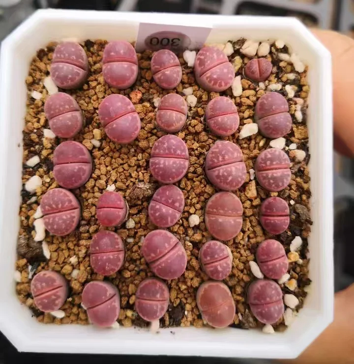 plant Aeonium Echeveria Haworthia  Caudex  Lithops Cactus  Agave 