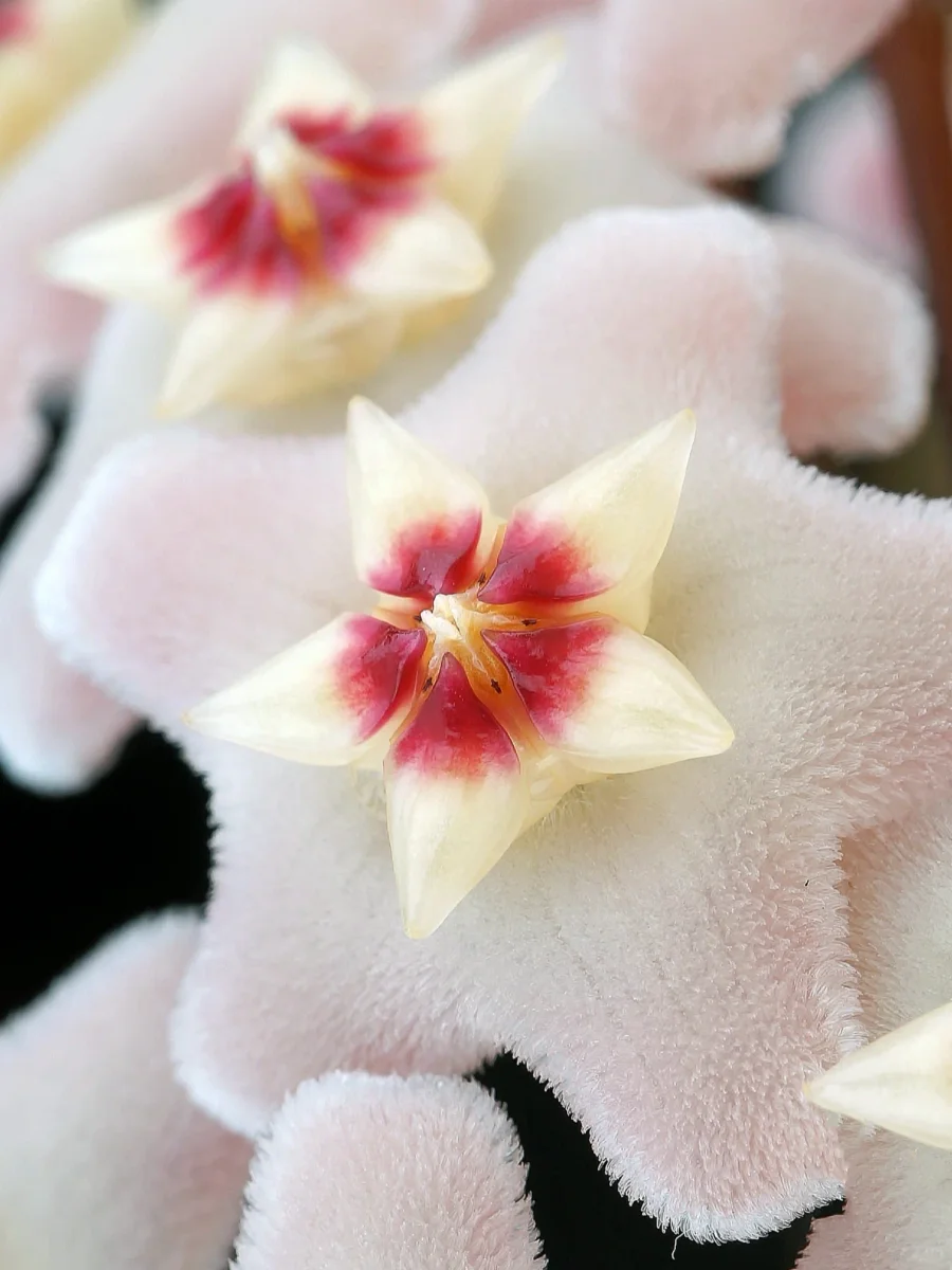 Hoya Carnosa Jade | Hoya Carnosa Green