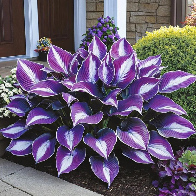 🪴Best Hosta Plants to Grow in the Shade