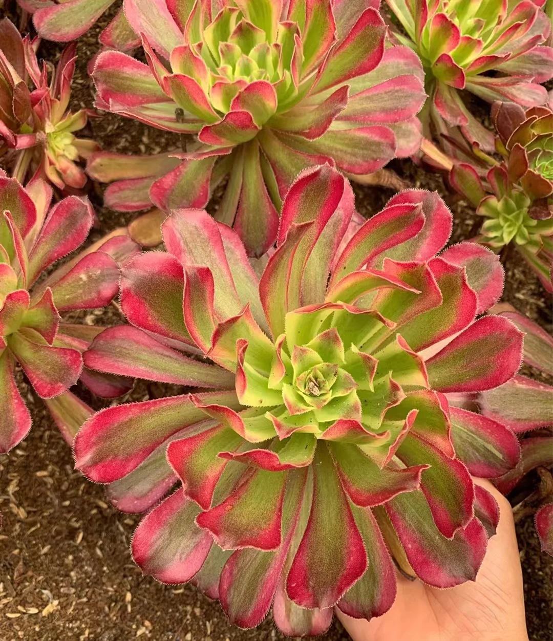 plant Aeonium Echeveria Haworthia  Caudex  Lithops Cactus  Agave 