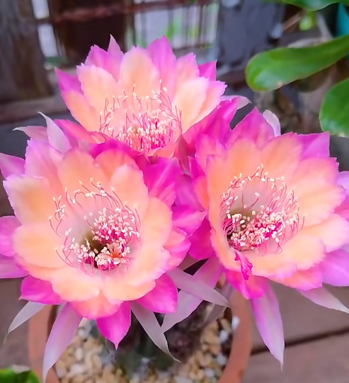 🌵Thousand-Handed Avalokitesvara Cactus