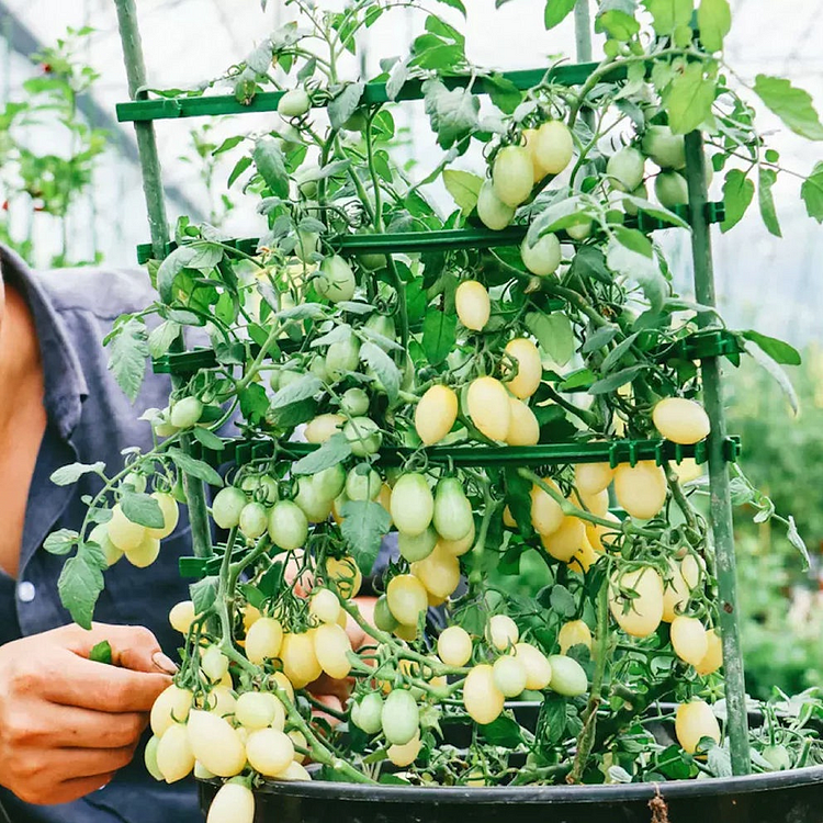 White Cherry Tomato Seeds-Solanum lycopersicum