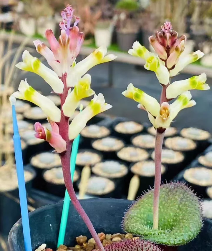 plant Aeonium Echeveria Haworthia  Caudex  Lithops Cactus  Agave 