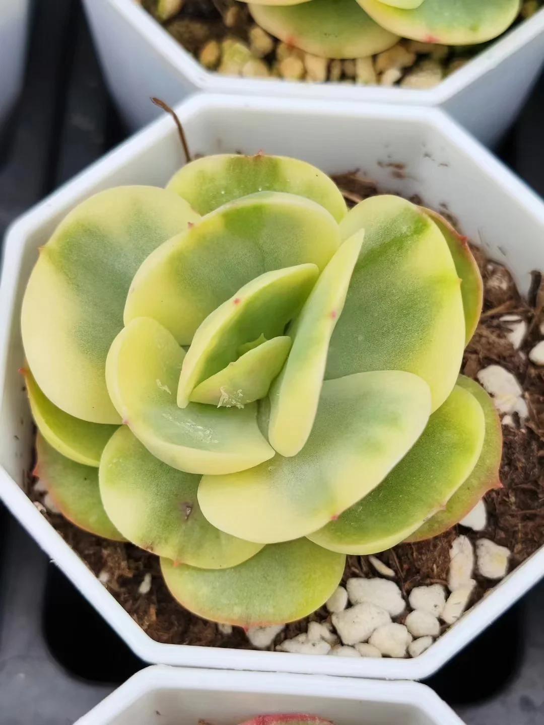 plant Aeonium Echeveria Haworthia  Caudex  Lithops Cactus  Agave 