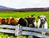Cow"Like Someone Left The Gate Open"  - Vintage Metal Signs(8*12Inch/12*16Inch) - Farm