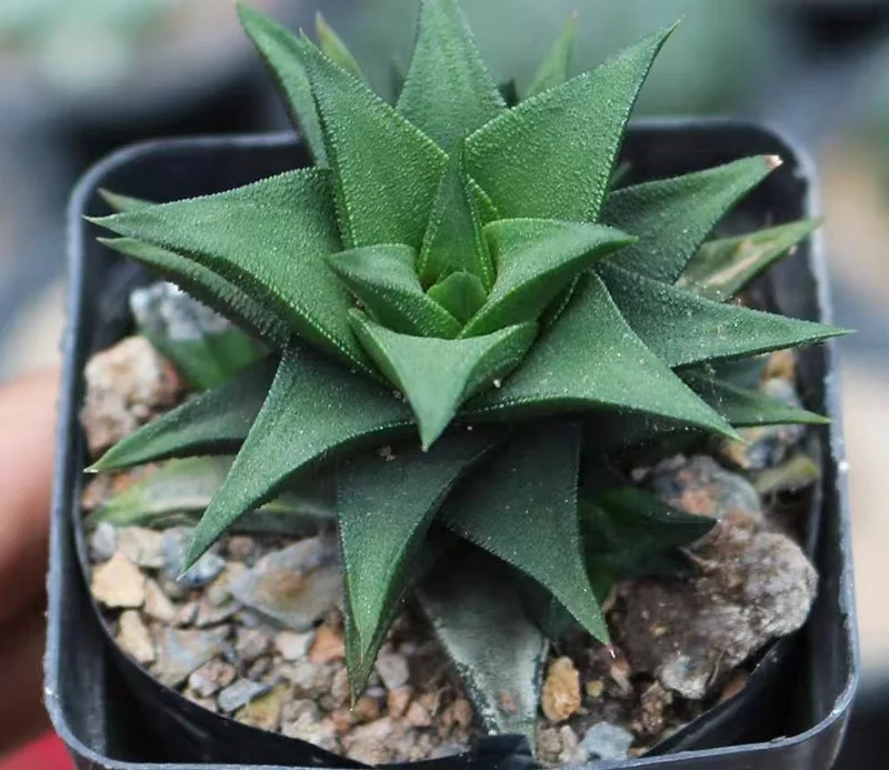 hts21.Haworthia Viscosa  3-4cm/ Haworthia/ Succulent plants / Garden landscape / Carefully select healthy plants