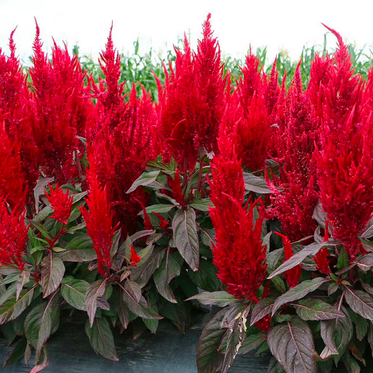 500 Pcs Plumed Castle Celosia Seeds