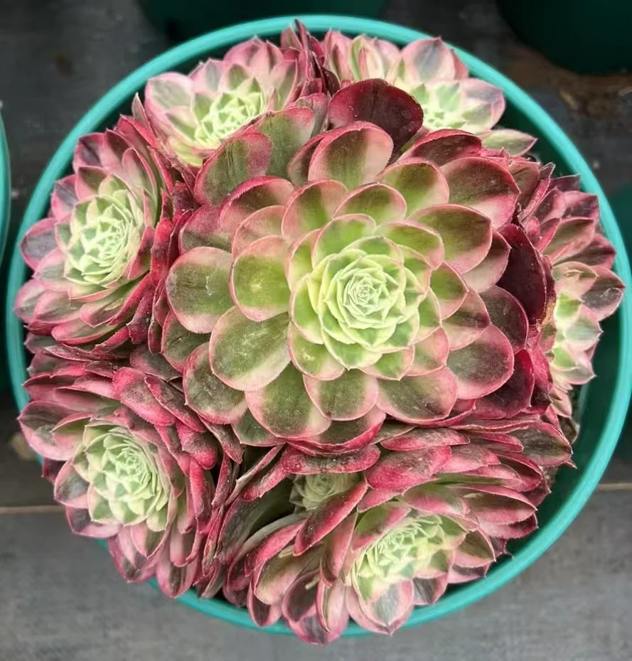 plant Aeonium Echeveria Haworthia  Caudex  Lithops Cactus  Agave 