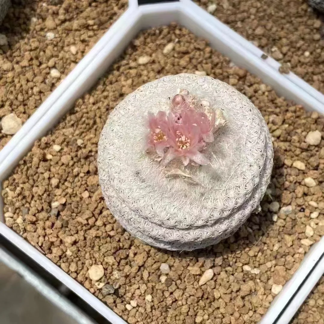 plant Aeonium Echeveria Haworthia  Caudex  Lithops Cactus  Agave 