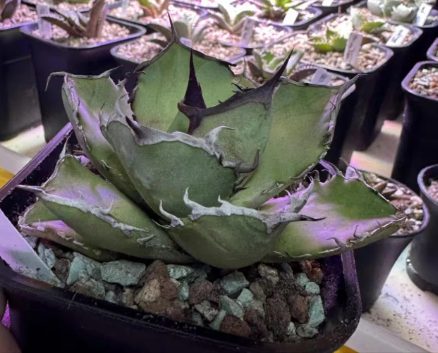 plant Aeonium Echeveria Haworthia  Caudex  Lithops Cactus  Agave 