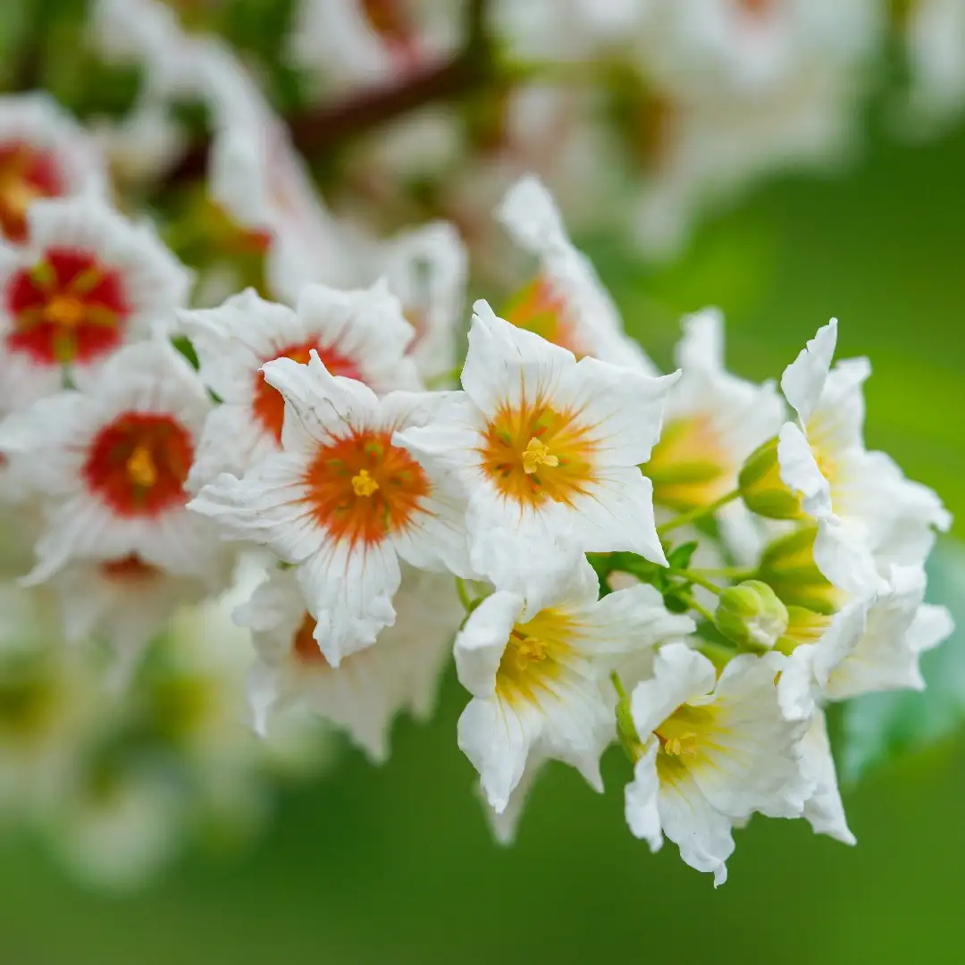 Xanthoceras Sorbifolia, Raintree Flower Seeds