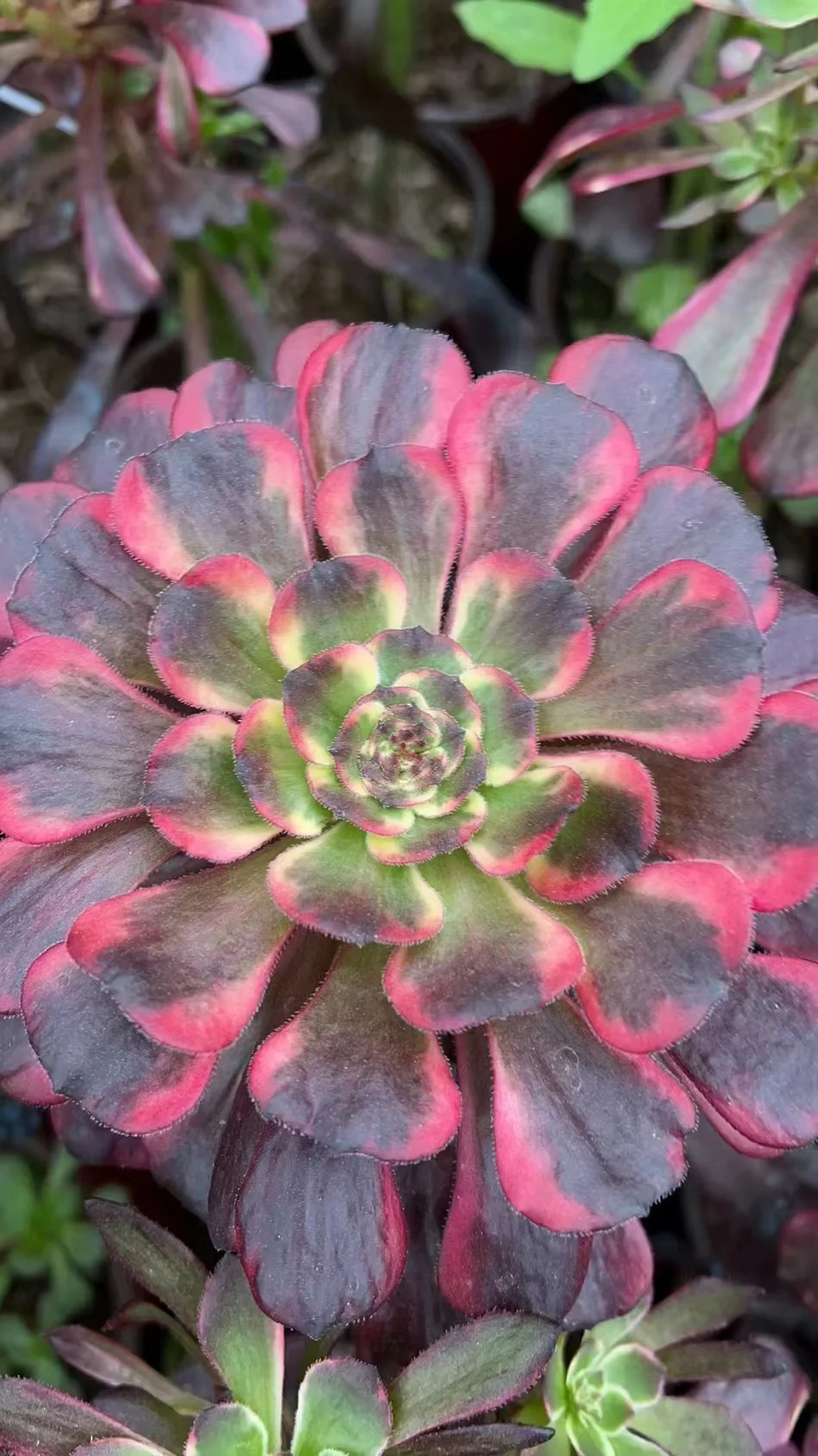 plant Aeonium Echeveria Haworthia  Caudex  Lithops Cactus  Agave 