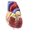 Study Model Educational Model 1:1 Human Heart Anatomical Model, Color Ultrasound Heart, Cardiology, Doctor Gift Aids