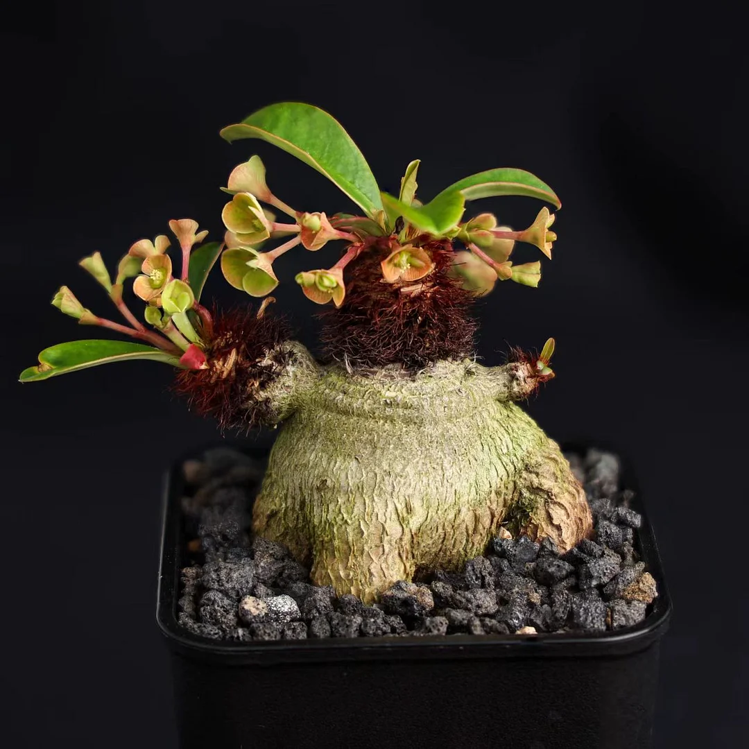 plant Aeonium Echeveria Haworthia  Caudex  Lithops Cactus  Agave 