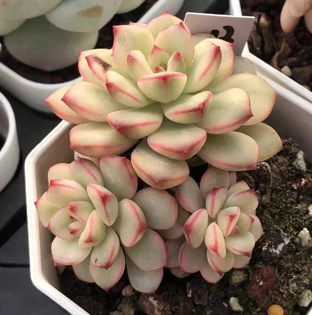 plant Aeonium Echeveria Haworthia  Caudex  Lithops Cactus  Agave 