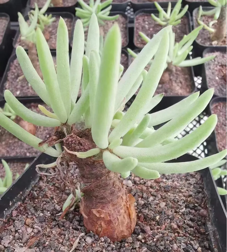 plant Aeonium Echeveria Haworthia  Caudex  Lithops Cactus  Agave 