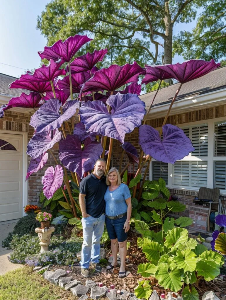 🌿Fascinating giant caladium🌈