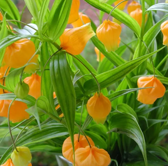 Sandersonia Aurantiaca Seeds