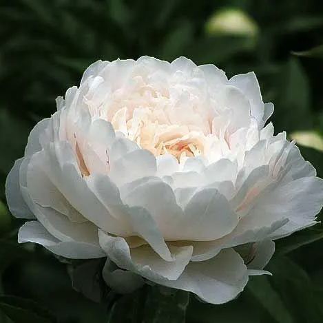 Colorful Peony Flower-Over 7 Colors
