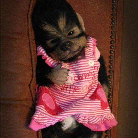 reborn wolf doll