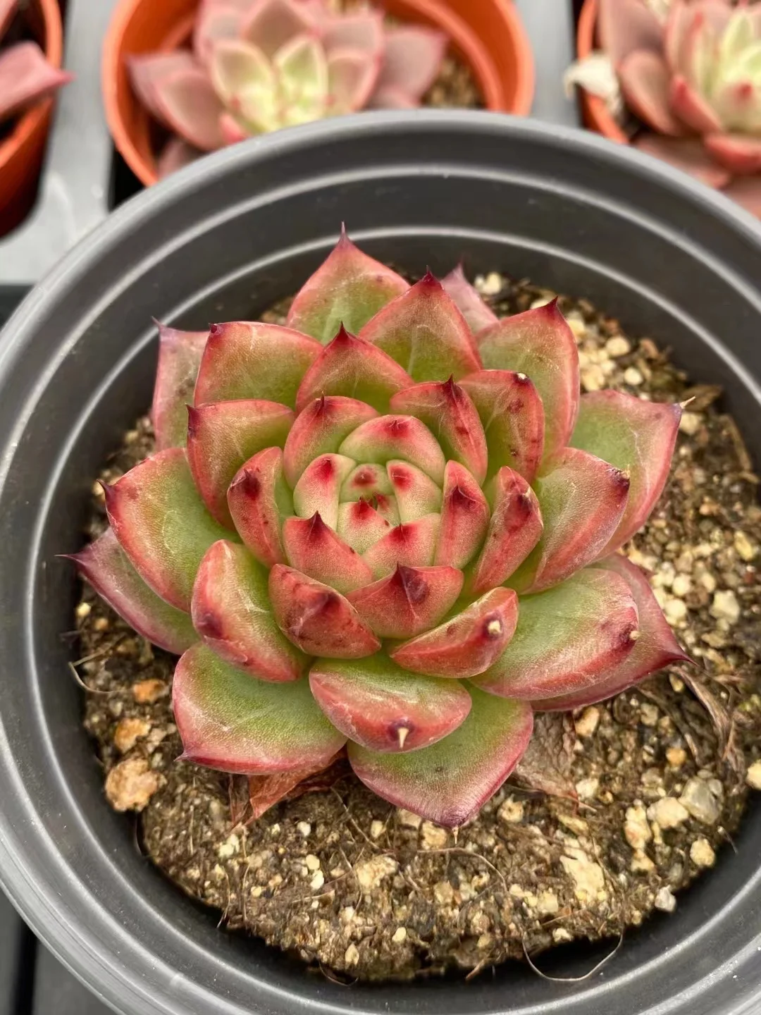 plant Aeonium Echeveria Haworthia  Caudex  Lithops Cactus  Agave 