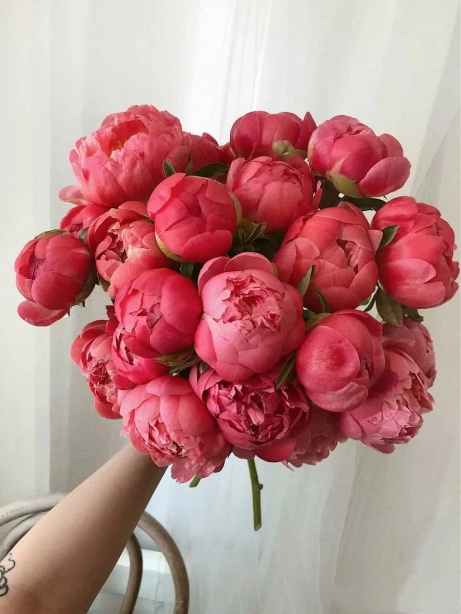 10Pcs Chinese Peony Flower Seeds Perennial Paeonia Suffruticosa Bonsai Plants Home Garden