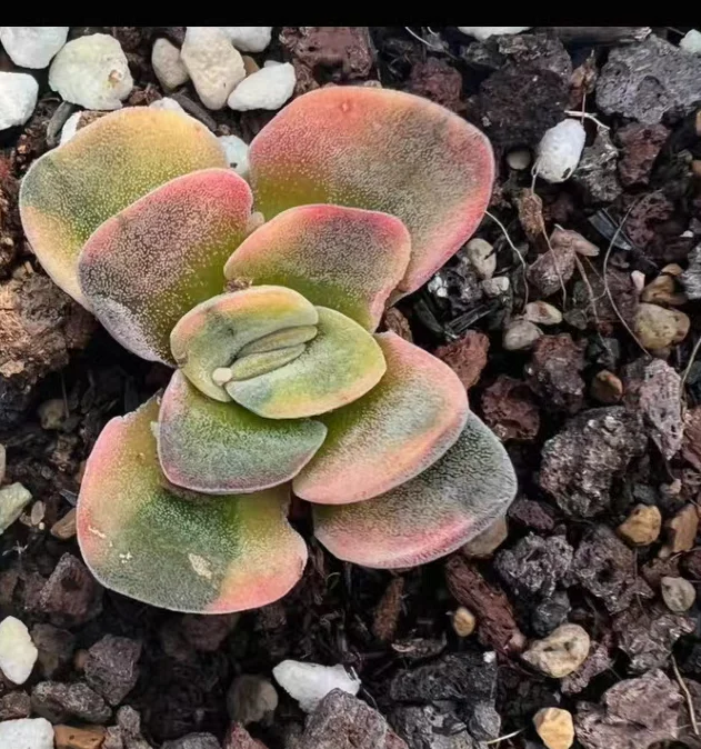 plant Aeonium Echeveria Haworthia  Caudex  Lithops Cactus  Agave 